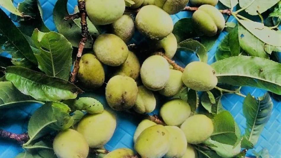 Behmi Ki Kheti