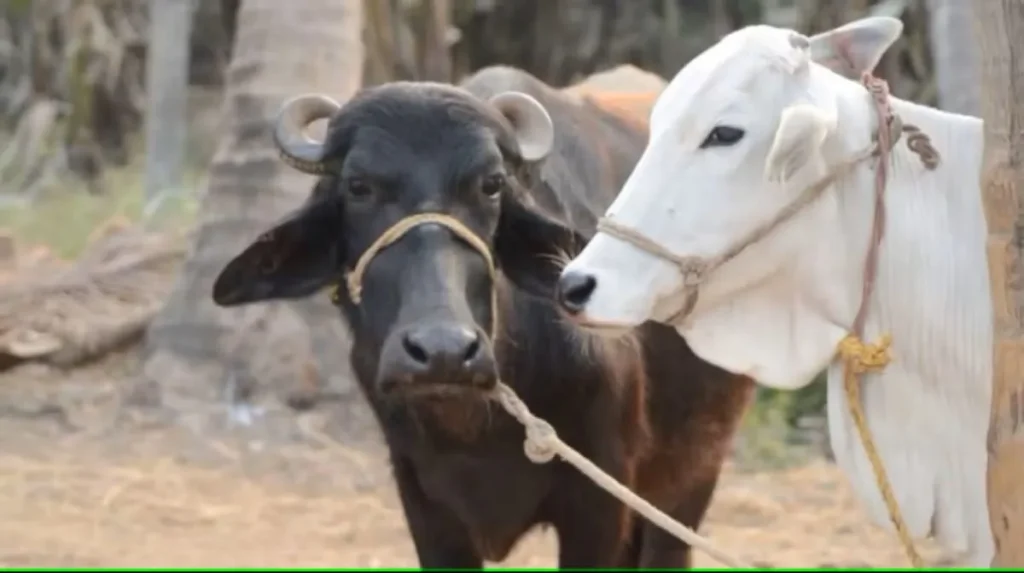 गाय-भैंस खा रही हैं राख, पत्थर या कचरा? अजीब व्यवहार के पीछे है चौंकाने वाला कारण, जानें क्या है इलाज?