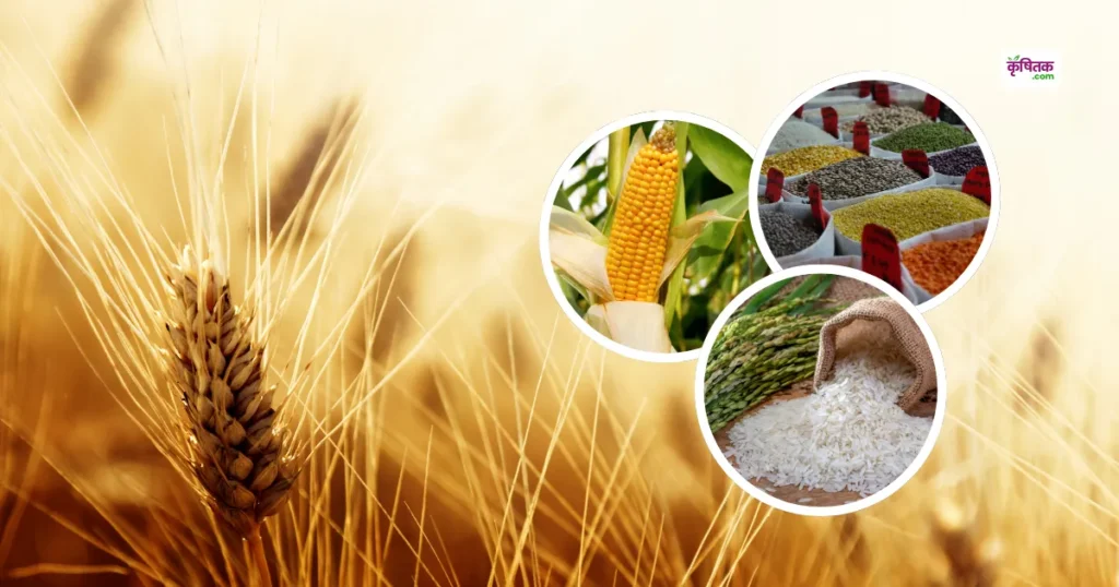 Crop Production: धान, गेहूं और मक्का का ऐतिहासिक उत्पादन, सरकार ने जारी किए चौंकाने वाले आंकड़े