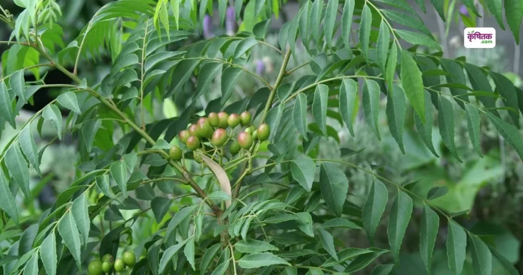 Curry Leaf Plant Care Tips