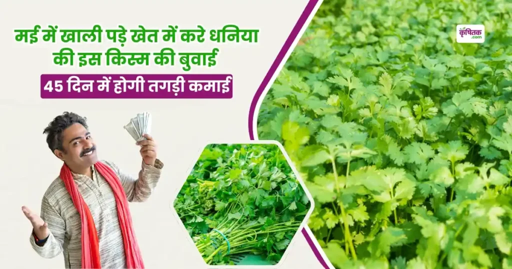 Dhaniya RCR 728 Variety