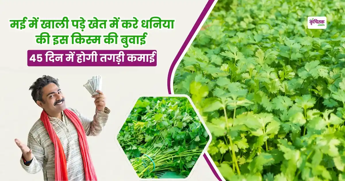 Dhaniya RCR 728 Variety