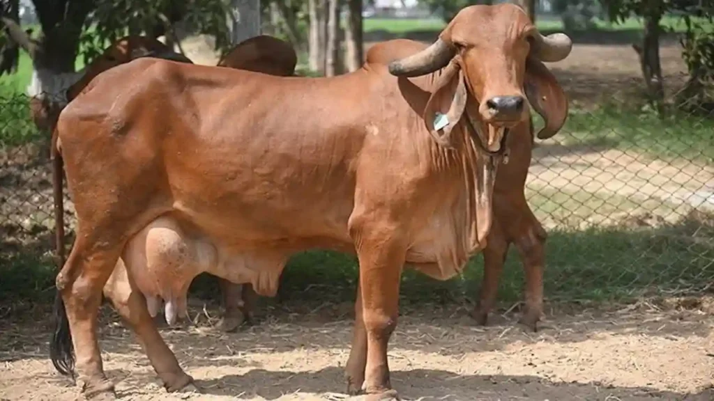 अब देसी गाय भी देगी 50 लीटर दूध रोज़, किसानों को दिया जायेगा ब्राजील की गिर नस्ल के सांड का सीमन