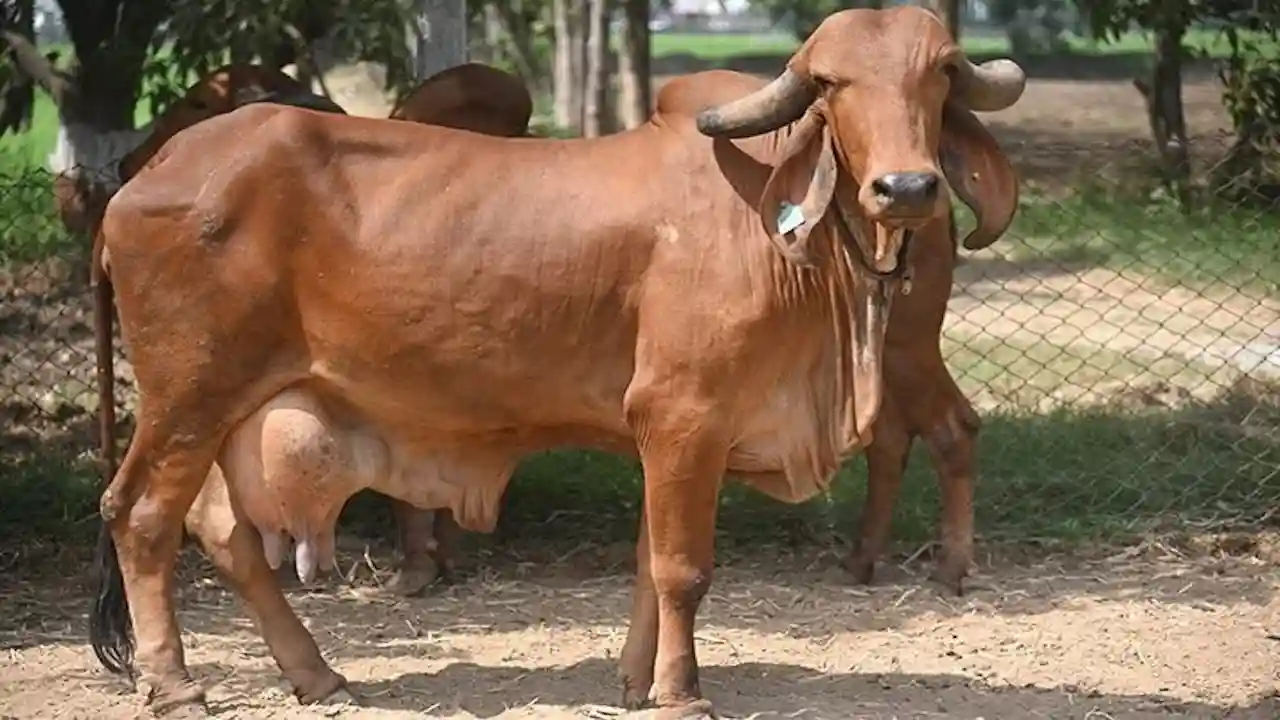 अब देसी गाय भी देगी 50 लीटर दूध रोज़, किसानों को दिया जायेगा ब्राजील की गिर नस्ल के सांड का सीमन