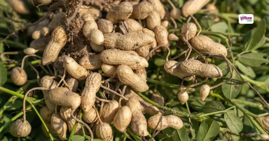 Groundnut G2-52 variety