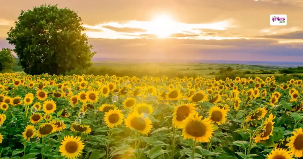Haryana Sunflower Procurement
