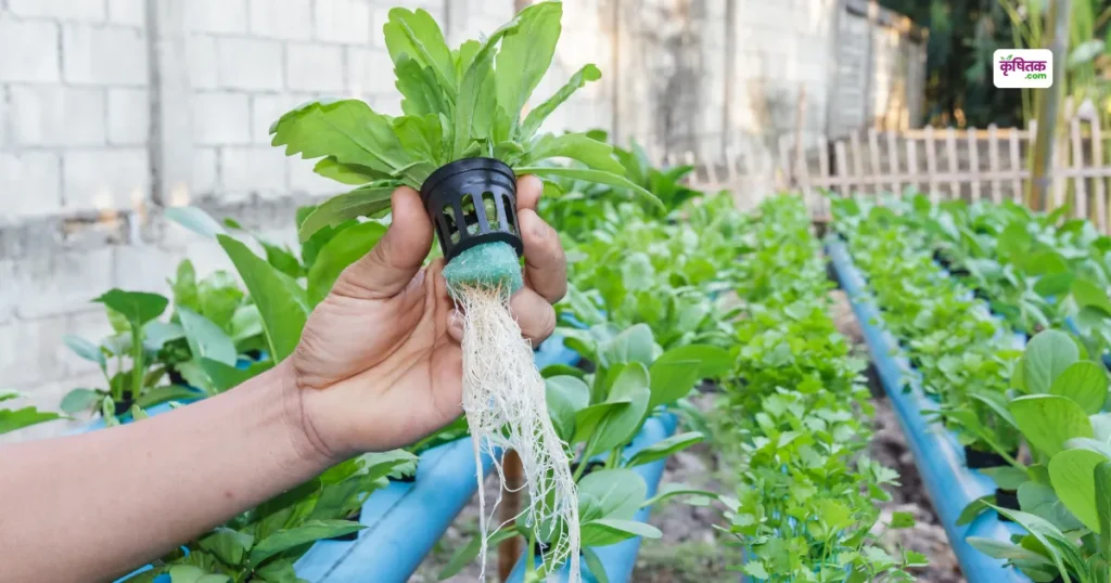 Hydroponic Farming