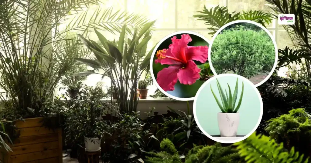 Monsoon Gardening Tips: घर का बागीचा खिल उठेगा बारिश में, लगाएं ये खास पौधे जो देते हैं रंग, रूप और ताजगी