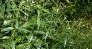Kalmegh Ki Kheti