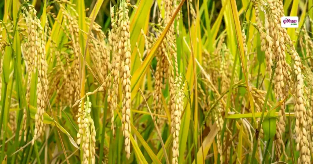 Rice variety Kokila-33