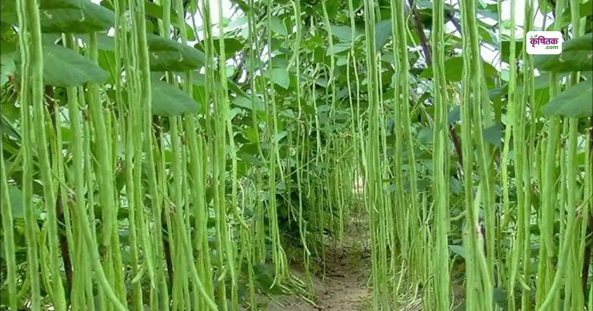 May mein kare lobia ki kheti
