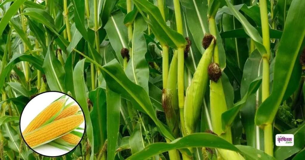 Maize COH(M) 12