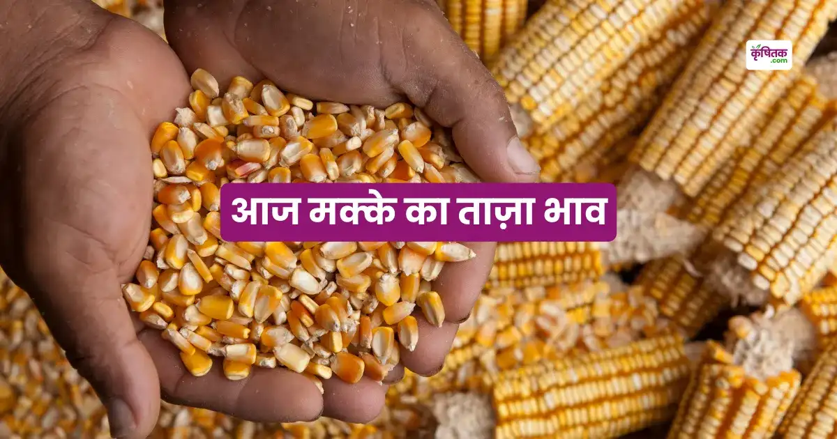 Maize Mandi Rate