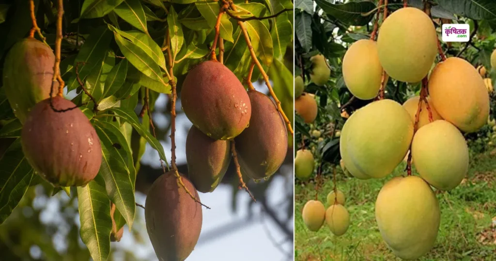Mango Himsagar Variety