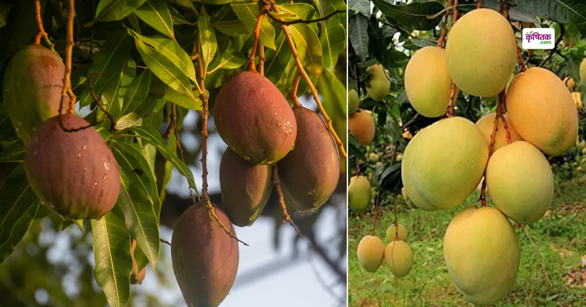 Mango Himsagar Variety