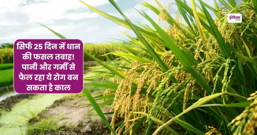 सिर्फ 25 दिन में धान की फसल तबाह! पानी और गर्मी से फैल रहा ये रोग बन सकता है काल