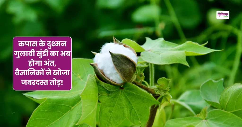 Pink Bollworm: कपास के दुश्मन गुलाबी सुंडी का अब होगा अंत, वैज्ञानिकों ने खोजा जबरदस्त तोड़