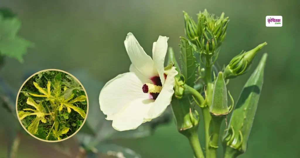 Okra Farming Tips