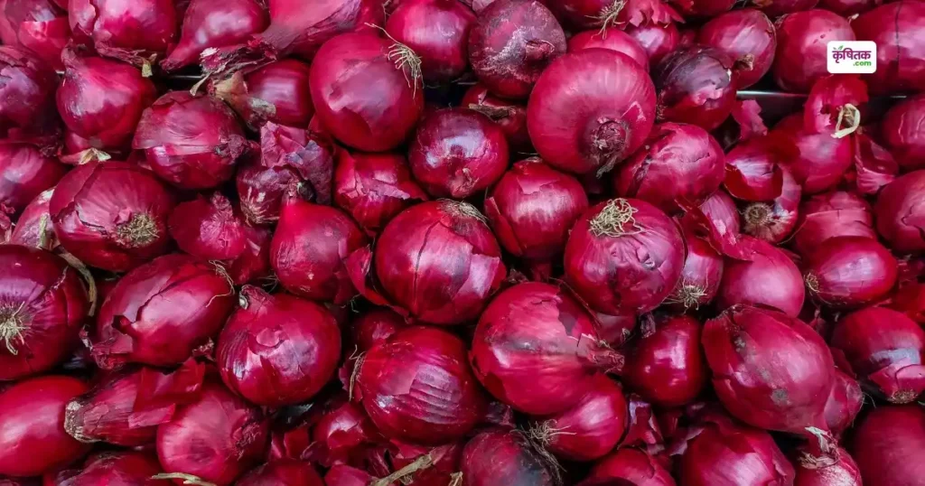 Onion NHRDF K-883 Variety