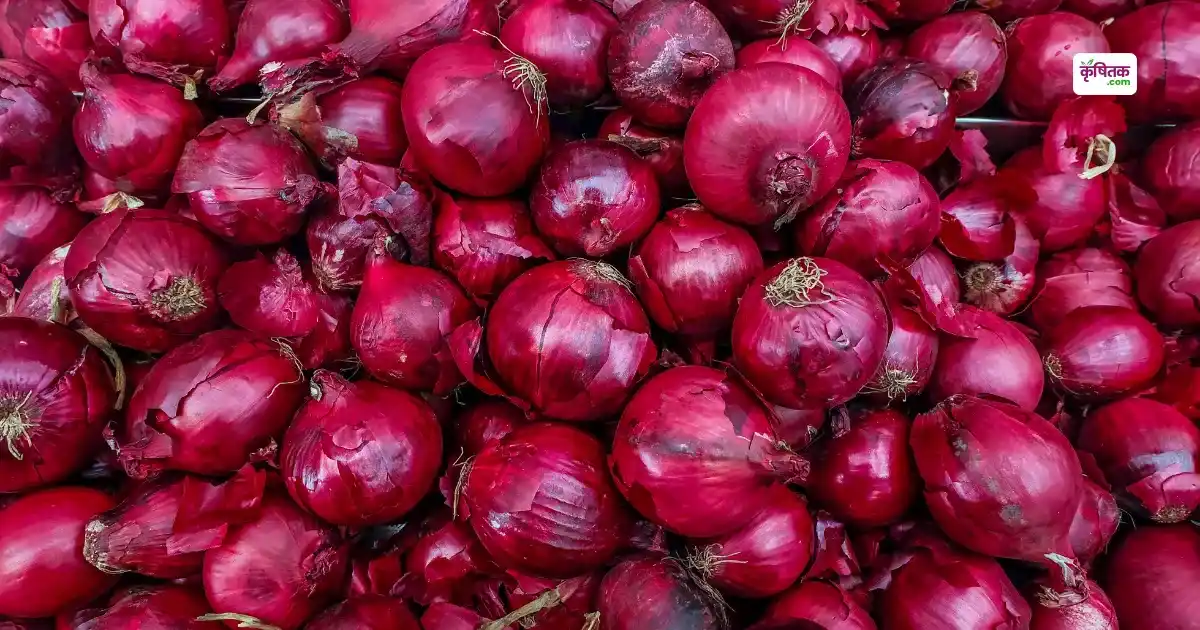 Onion NHRDF K-883 Variety