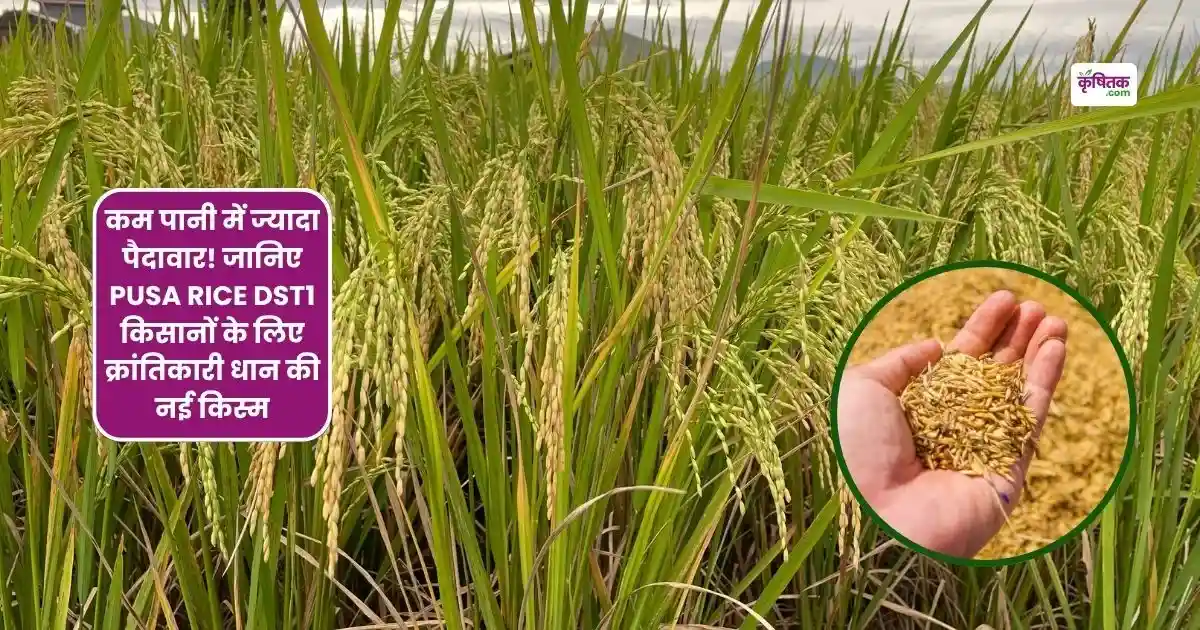 PUSA Rice DST1