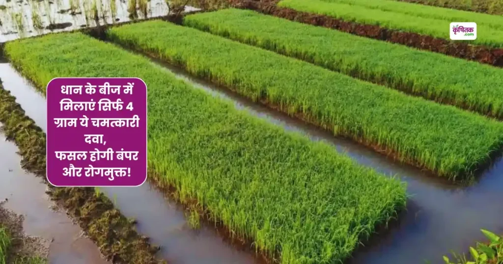 Paddy Nursery Tips