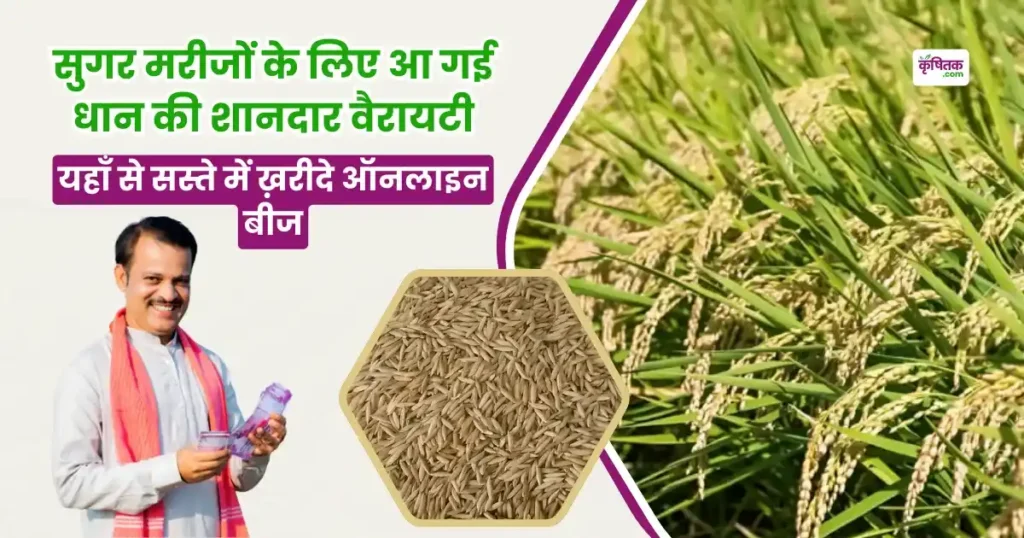Paddy RNR 15048 Variety