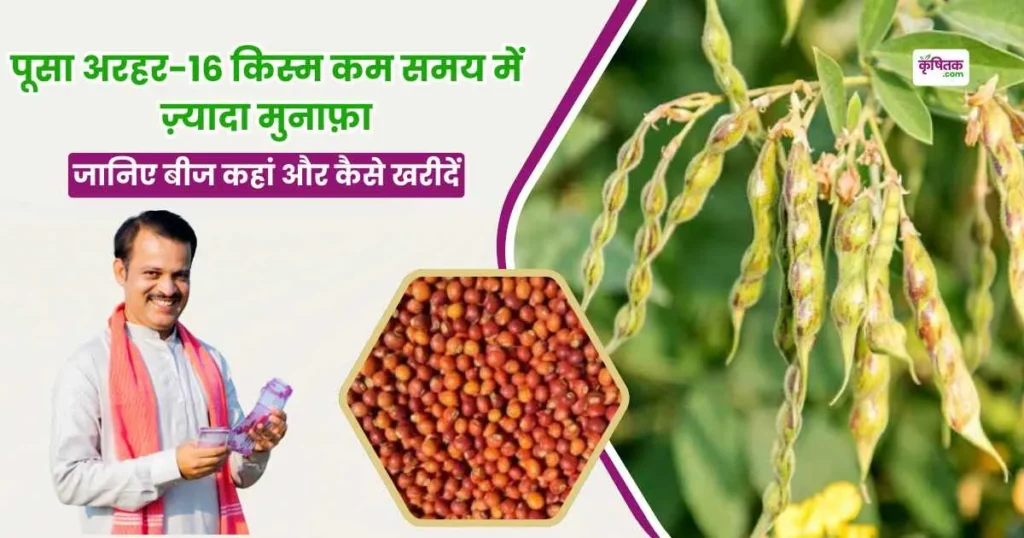Pusa Arhar-16 Variety