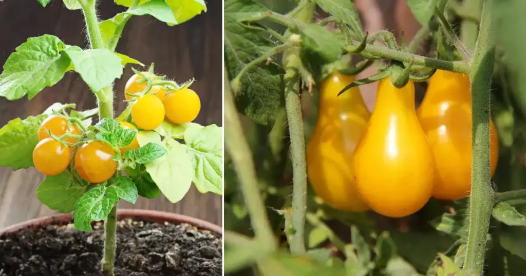Pusa Golden Cherry Tomato-2 Variety