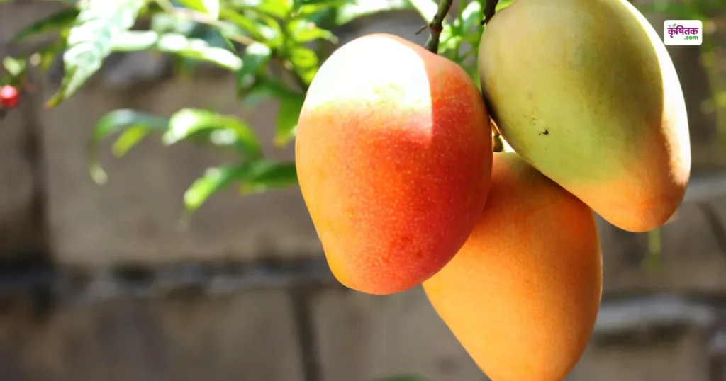 Pusa Hide And Seek Mango Variety