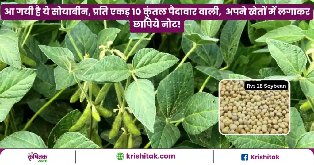 Rvs 18 Soybean Variety