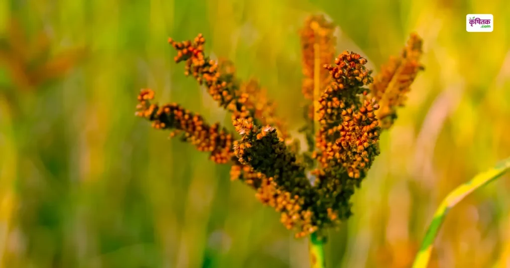 Ragi Cultivation