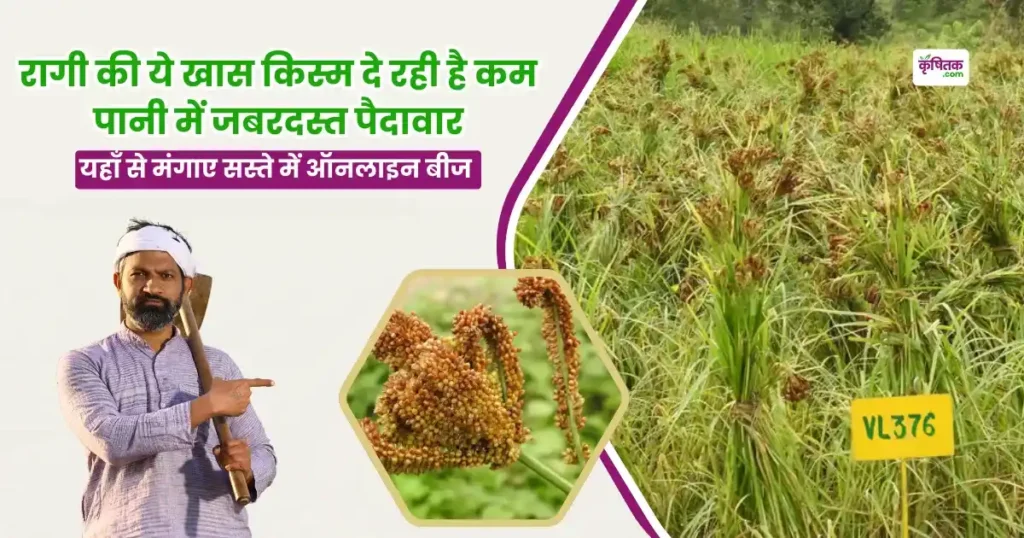 Ragi VL-376 Variety