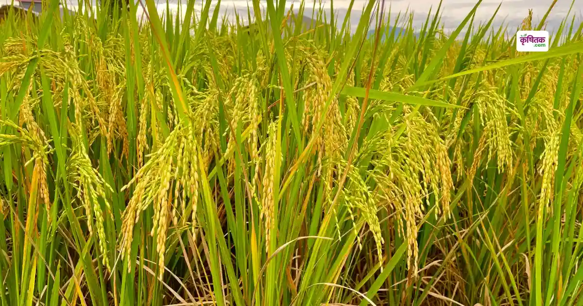 पठारी ज़मीन पर भी उगेगा सोना बस बो दीजिए ये धान की गुप्त किस्में, पानी कम, मुनाफ़ा ज़्यादा!