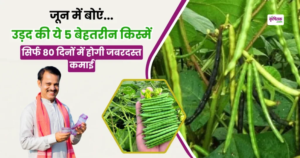 Sow these 5 best varieties of urad in June