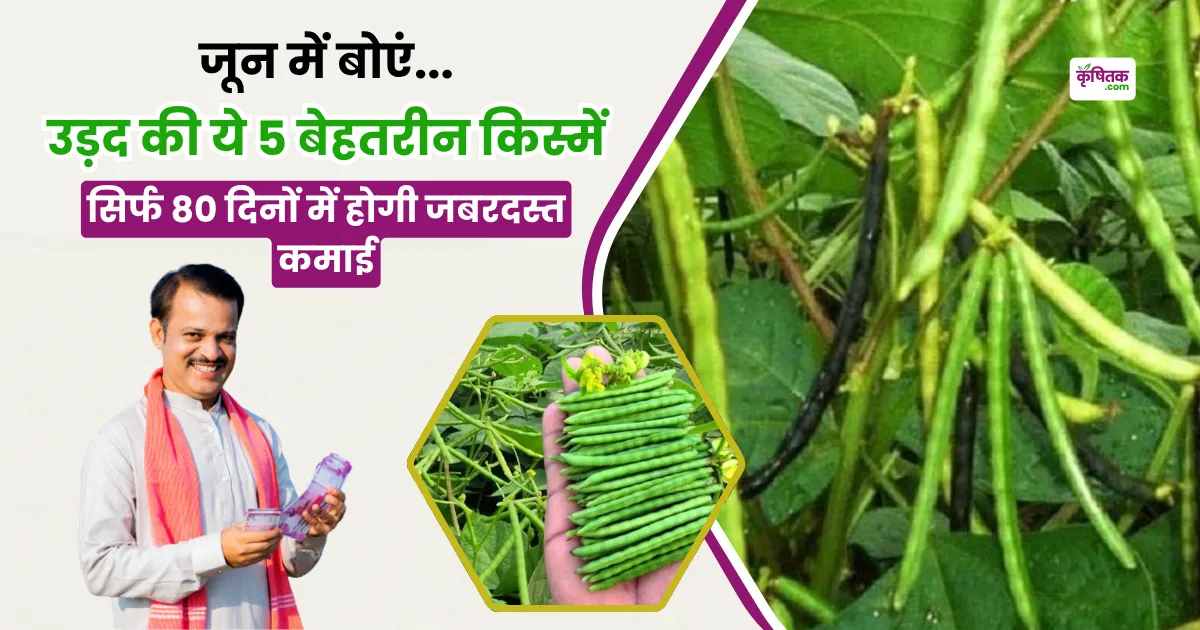 Sow these 5 best varieties of urad in June