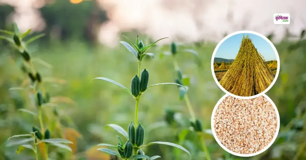 Sesame Variety Super Sona 51