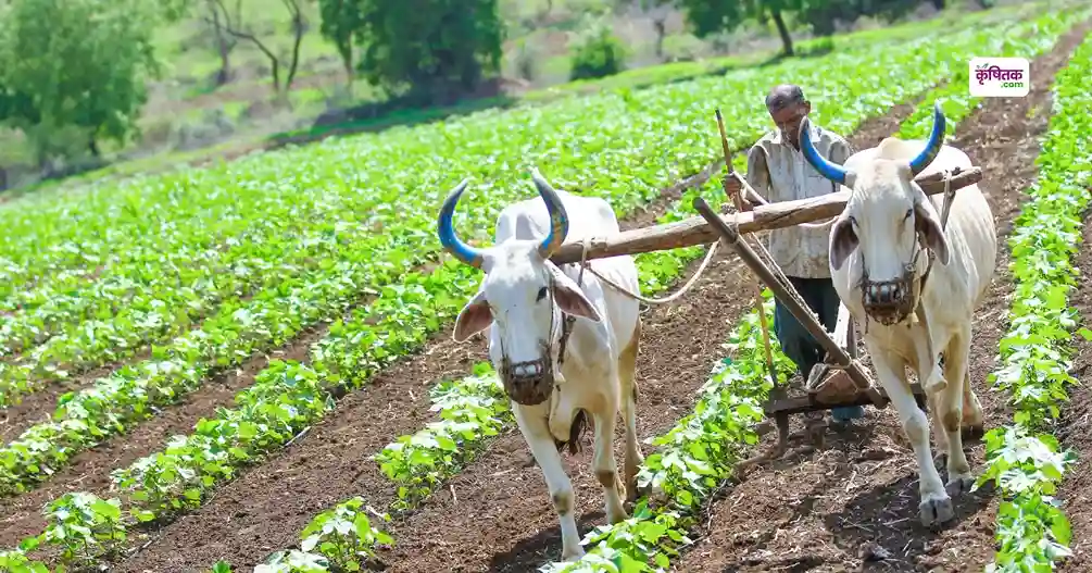 Three crops of-Dindori of MP will soon get GI tag