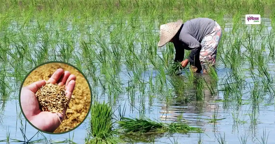 Yogi government will give 50% subsidy on paddy seeds