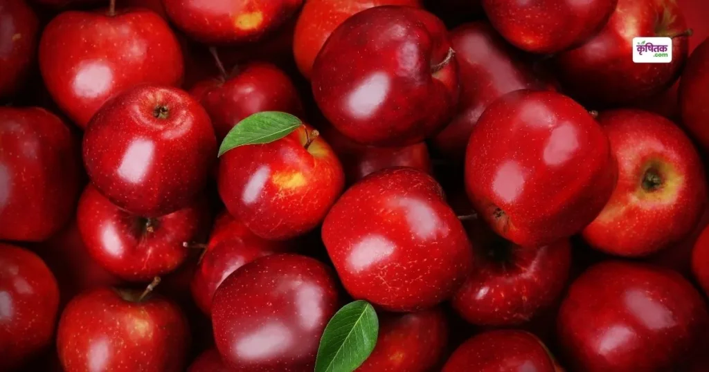 Apple Price Today