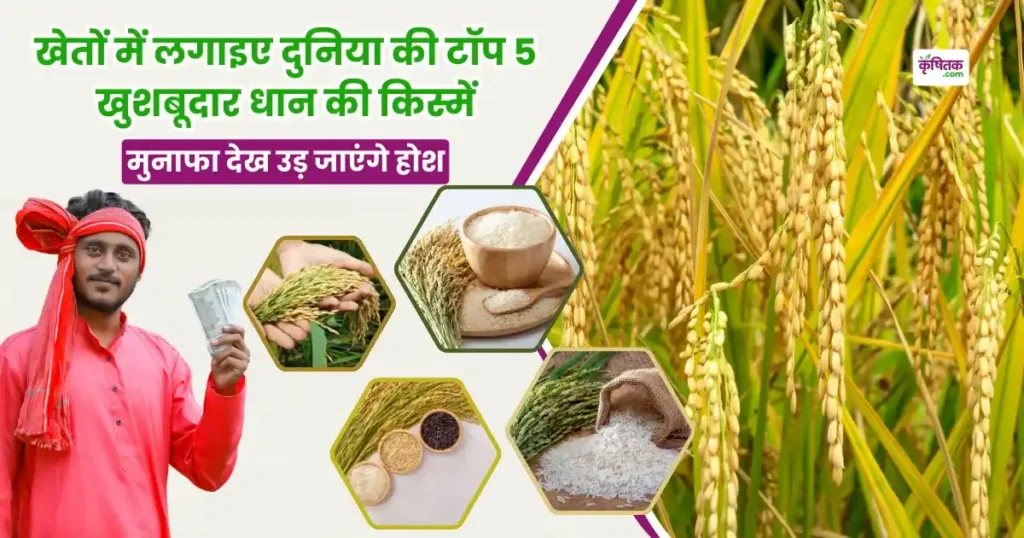 Dhan ki sabse khushbudar 5 Kismen