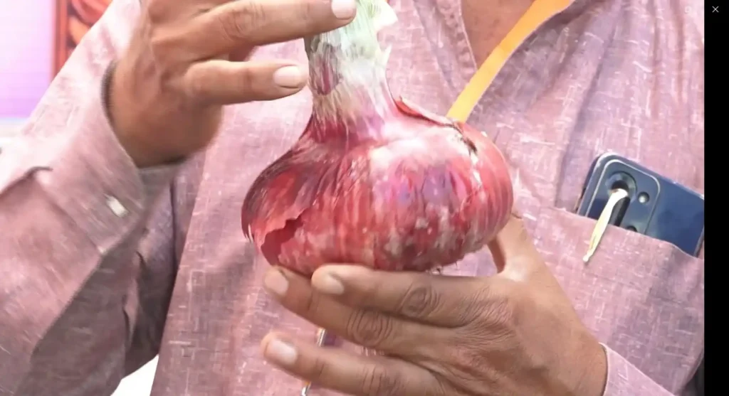 850 ग्राम की रिकॉर्ड तोड़ सबसे बड़ी प्याज उगाकर किसान ने मचाई धूम, जानें खेती के राज