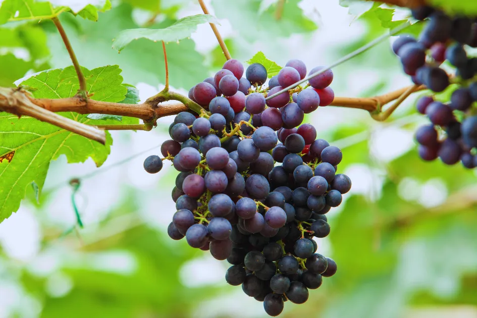 Blue Grapes Farming in Hindi