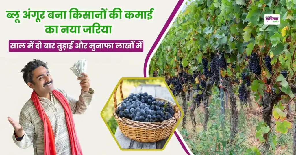 Blue Grapes Farming in Hindi