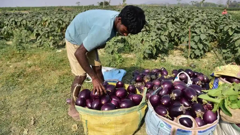 Pereniyal vidhi se baigan ki kheti