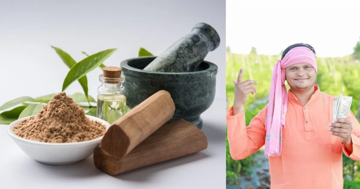 white chandan cultivation in uttar pradesh