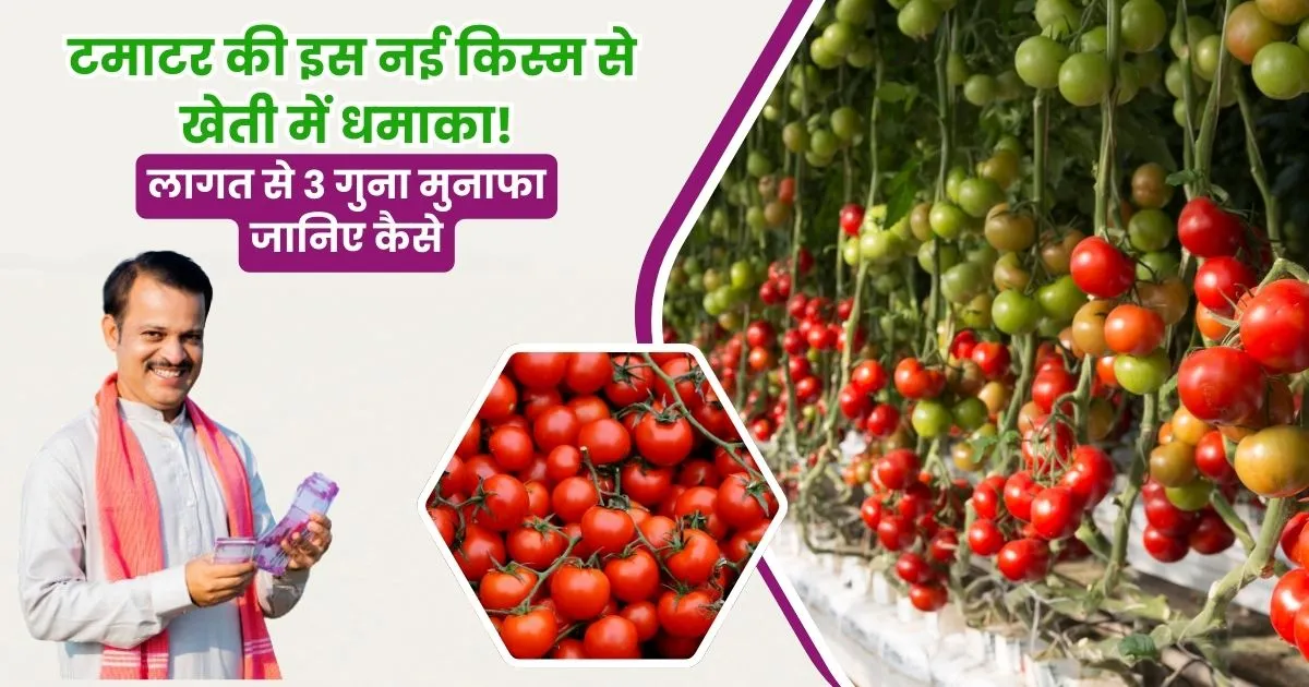 Cherry Tomato Cultivation in Hindi