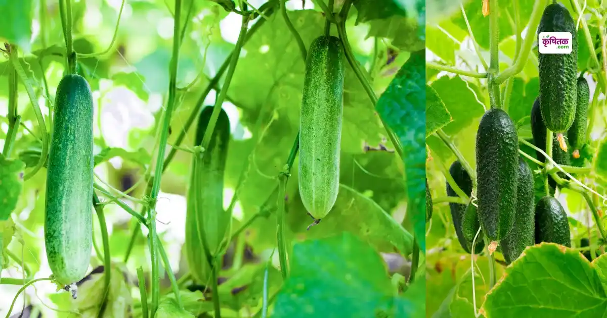 Chinese Cucumber Farming