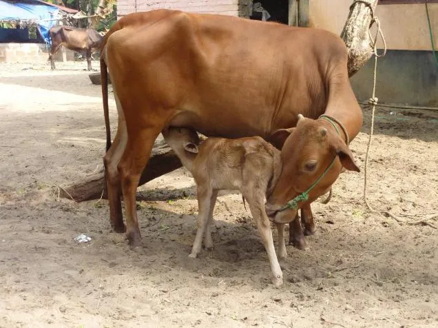 मुख्यमंत्री ने दिए निर्देश गरीब परिवारों को मुफ्त में मिलेगी गाय, गरीबी पर लगेगा ब्रेक
