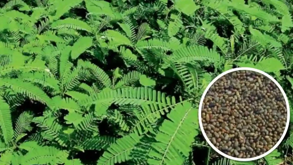 Haryana government is giving ₹ 1000 per acre for growing Dhaincha